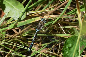 020 2015-06131813 Point Reyes National Seashore, CA